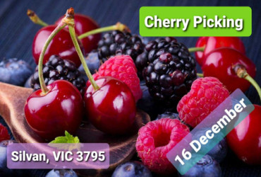 Cherry and Berry Picking Tour
